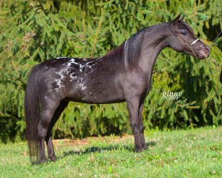 DRK Tinos Lil Trixie