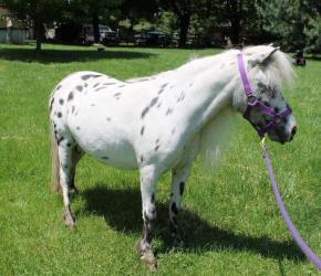 Mensings's Little Dottie Eclipse