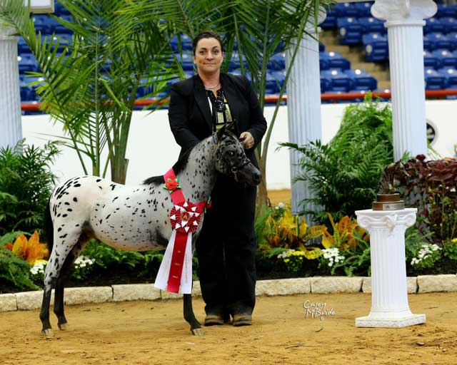 Mini Appaloosa